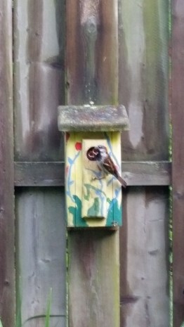 birds - dad feeding babies