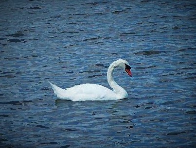 Swan (2)