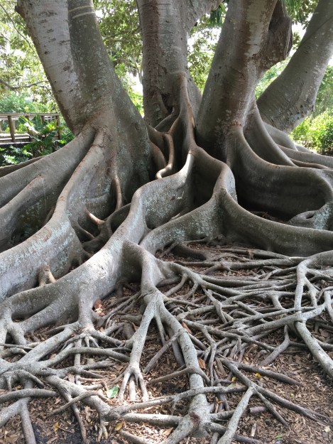Roots
