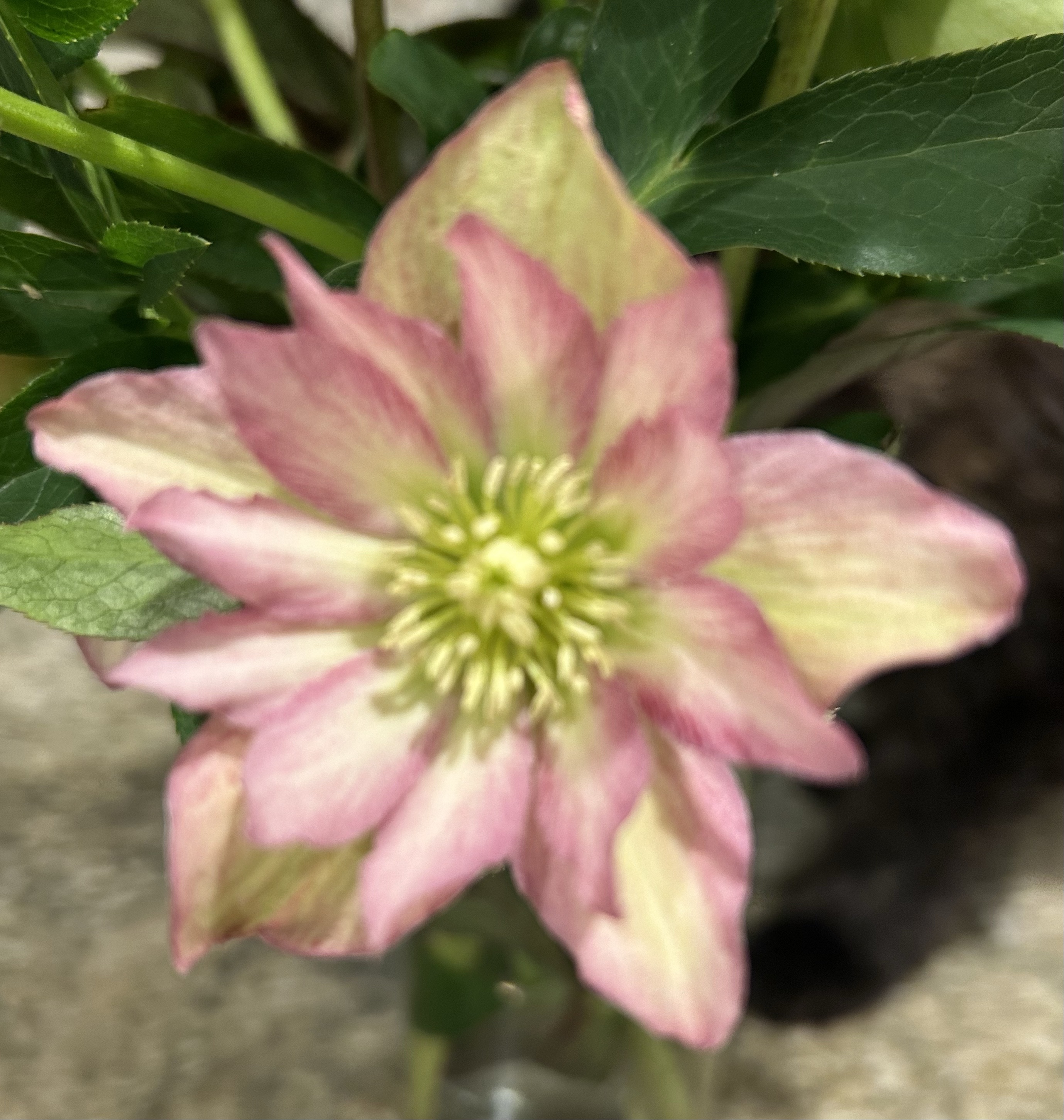 Uncovering Monday Mindfulness